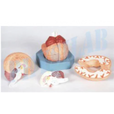 Human Brain Model- 2 Parts